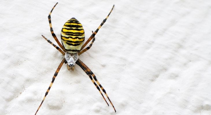 what attracts spiders in the house
