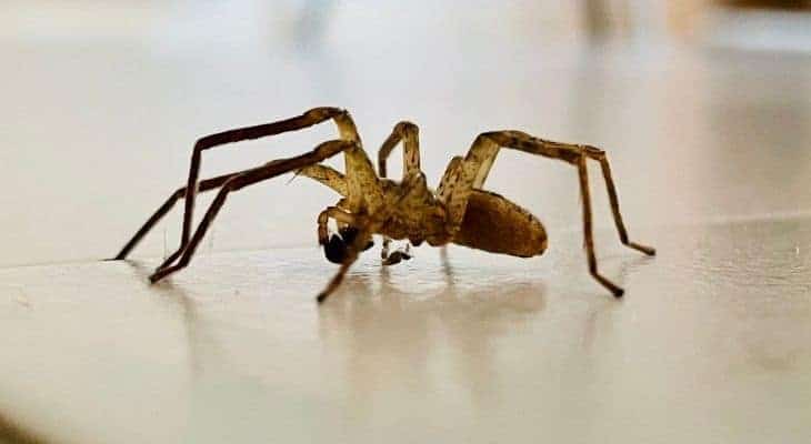 how to eliminate spiders in house