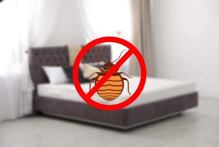 how to remove bed bugs from wood furniture