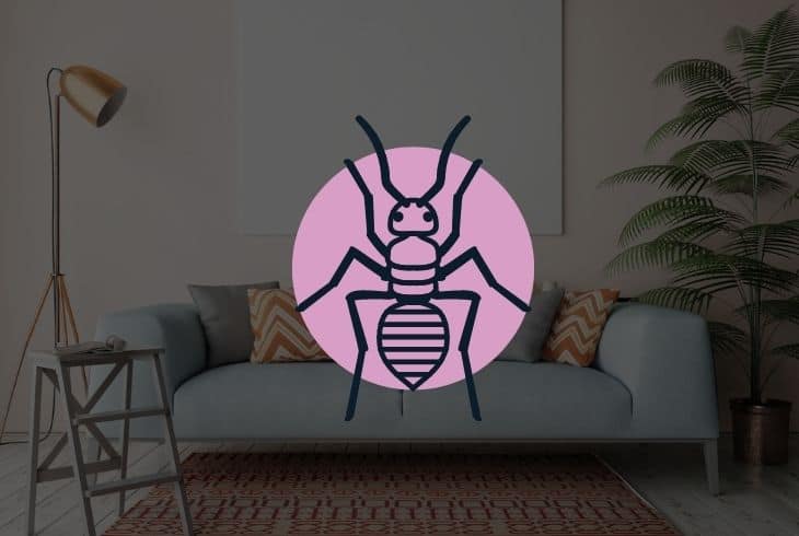what kills scabies on furniture