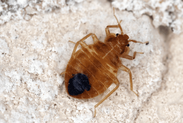 what are bed bugs