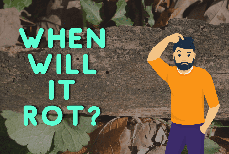 when to find wood rot