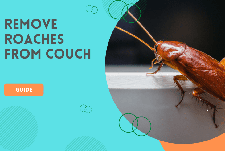 how to remove roaches from a couch
