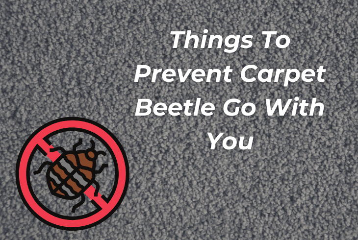 preventing carpet beetles go with you