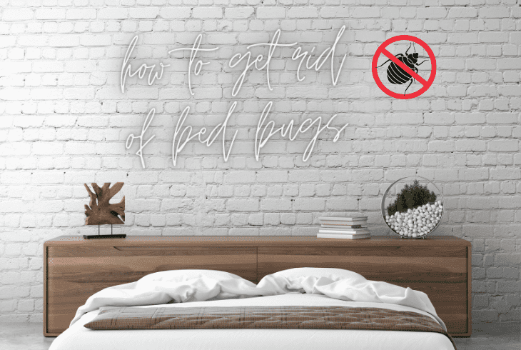 getting bugs out of walls