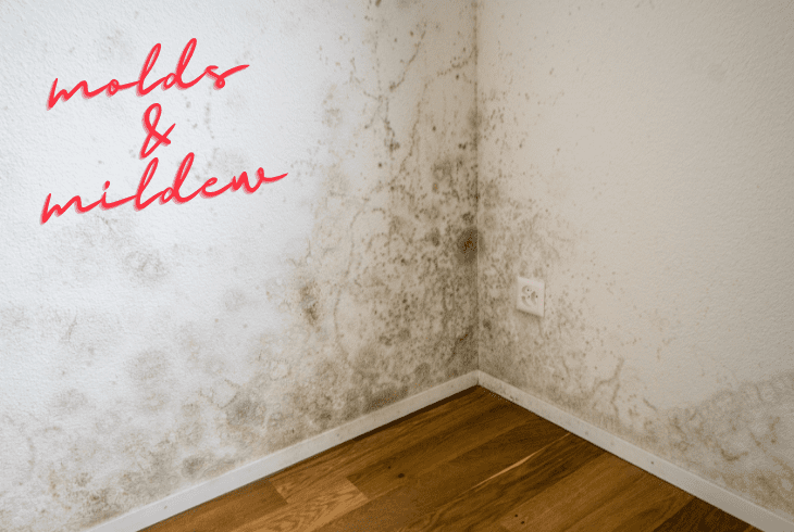 molds and mildew