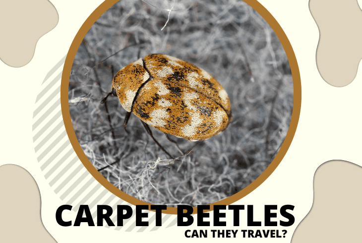 do carpet beetles travel with you