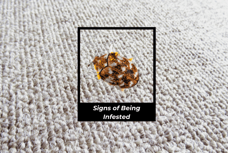 signs of being infested