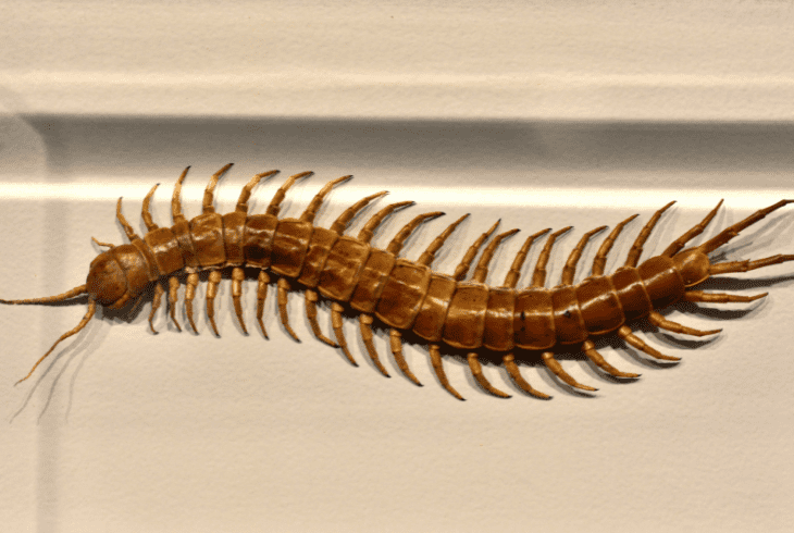 why centipede climb bed