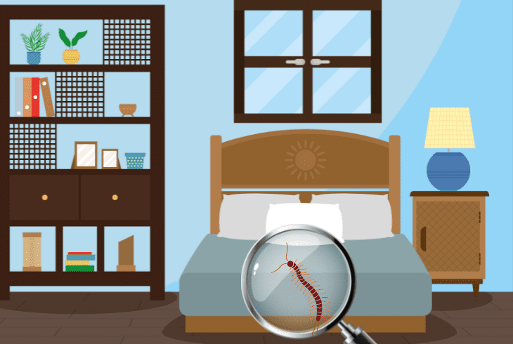 can centipede climb bed