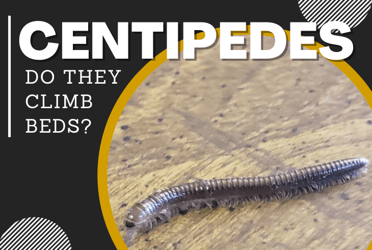 can centipedes climb up beds