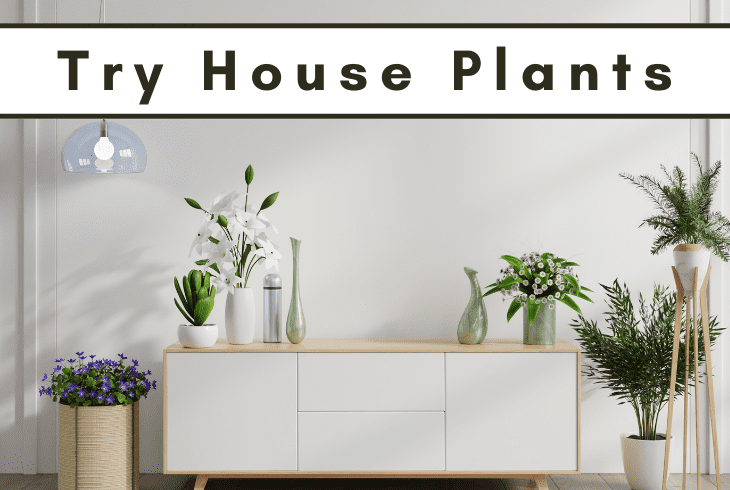 try house plants