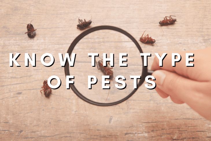 type of pests