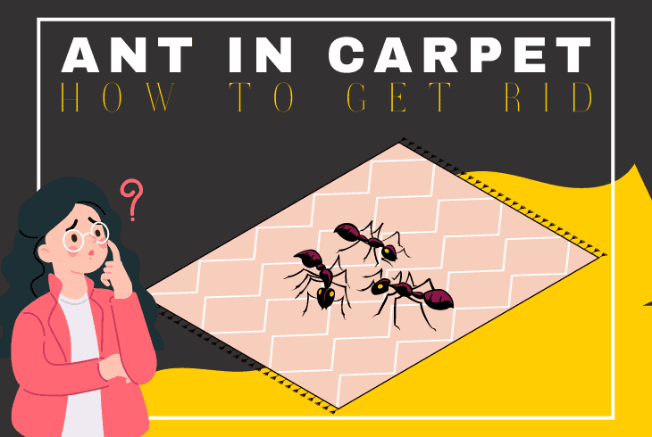 get rid of ants in carpet naturally