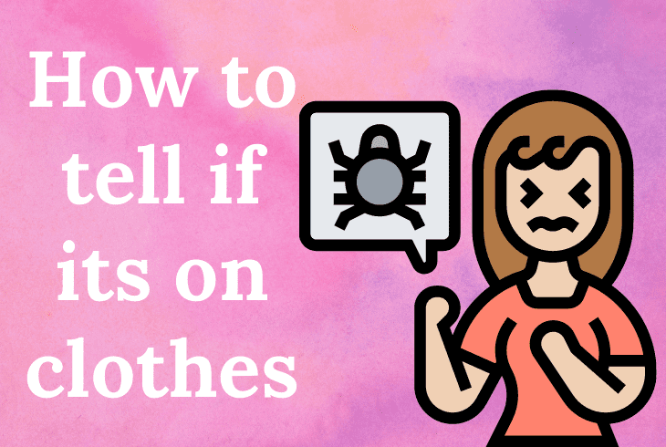 how to tell if bedbugs in clothes
