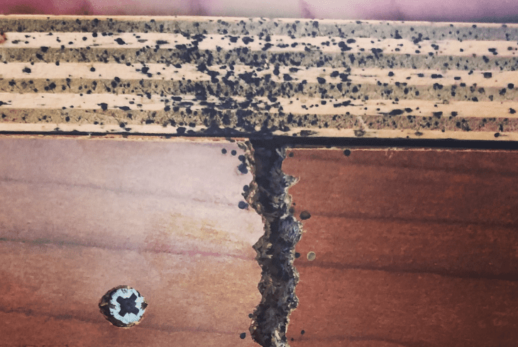 the signs of bedbugs infestation