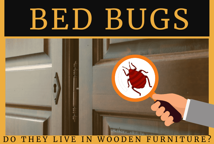 do bed bugs live in wooden furniture