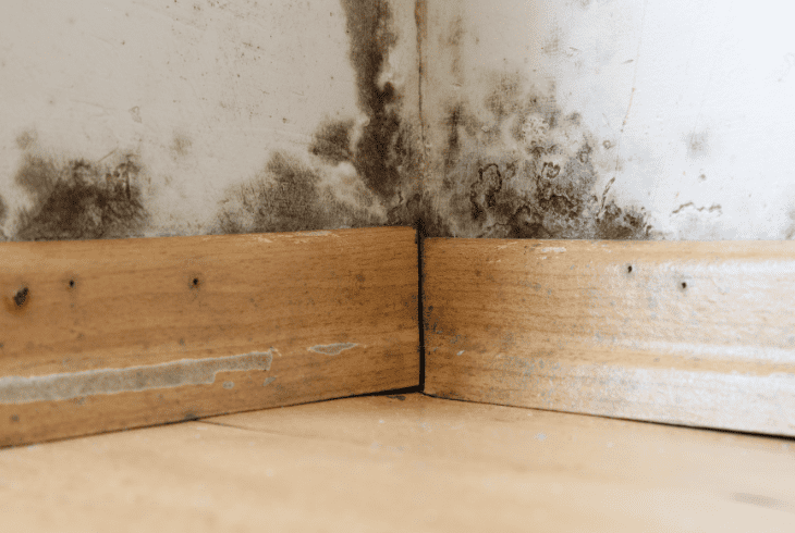 managing mold