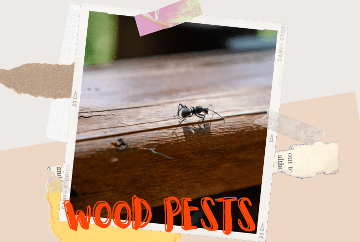 wood pests
