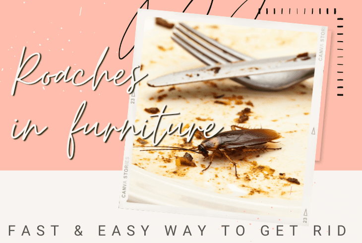 how to get rid of roaches in furniture