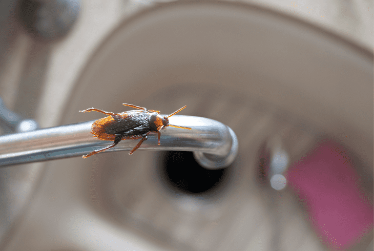 how get rid of roaches