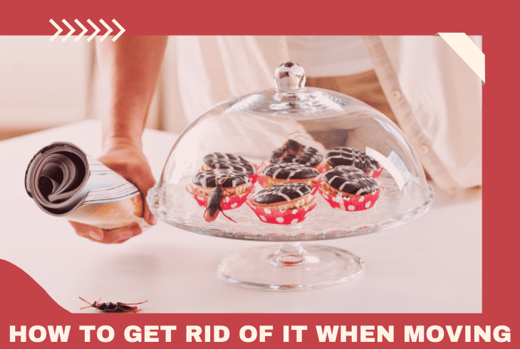 get rid of roaches 