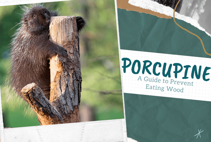 how to keep porcupines from eating wood