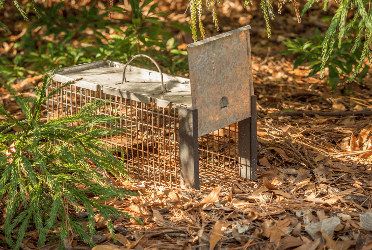 set up live animal trap