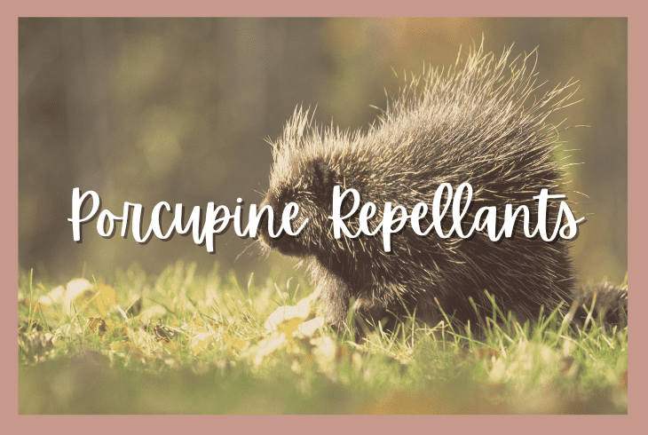 porcupine repellants