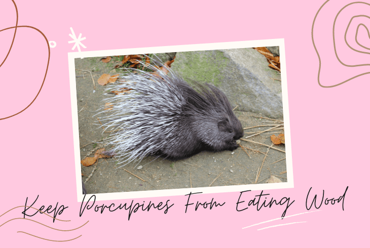 keep porcupines eating wood