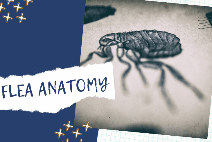 understanding anatomy