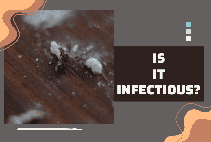 infectious on wood