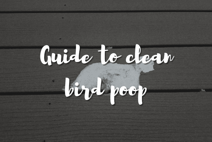 guide to clean