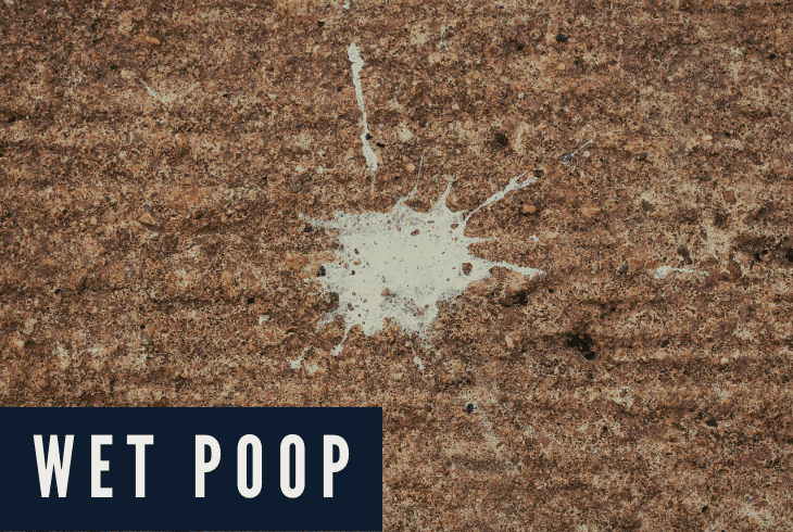 wet poop