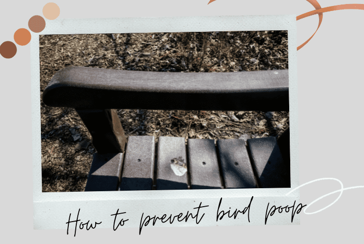 prevent birds from pooping