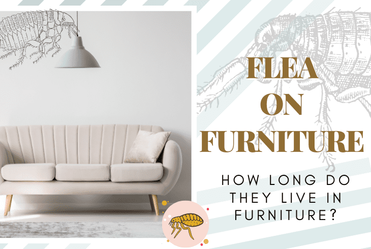 how long can fleas live on furniture