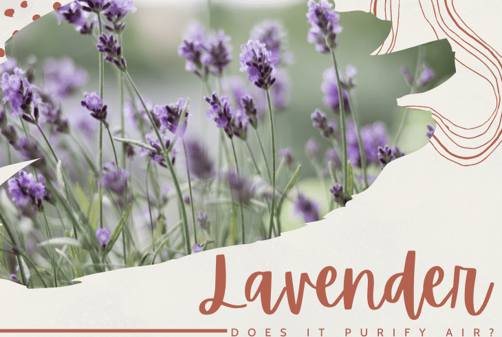 does lavender purify the air