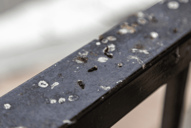why need to clean bird dopping
