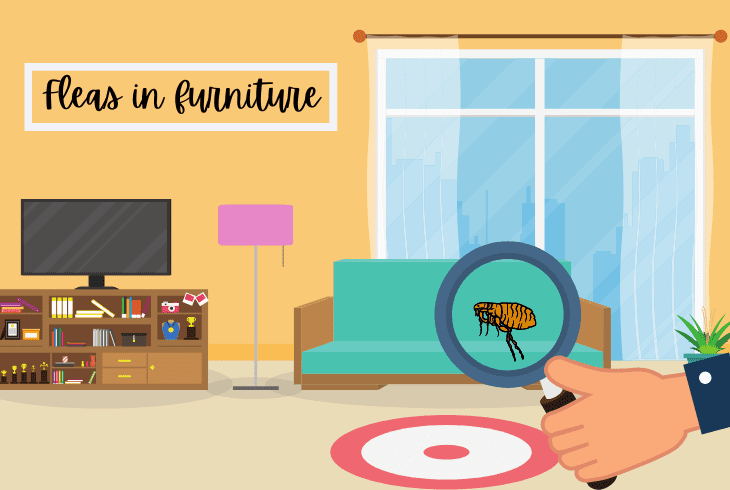 the fleas in furniture