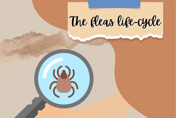 life cycle of fleas