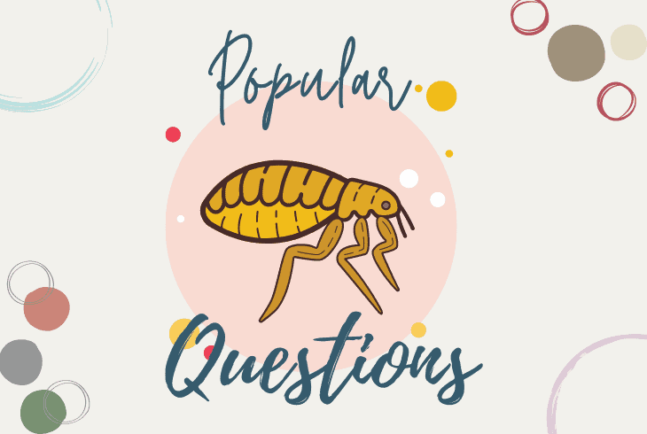 questions about fleas