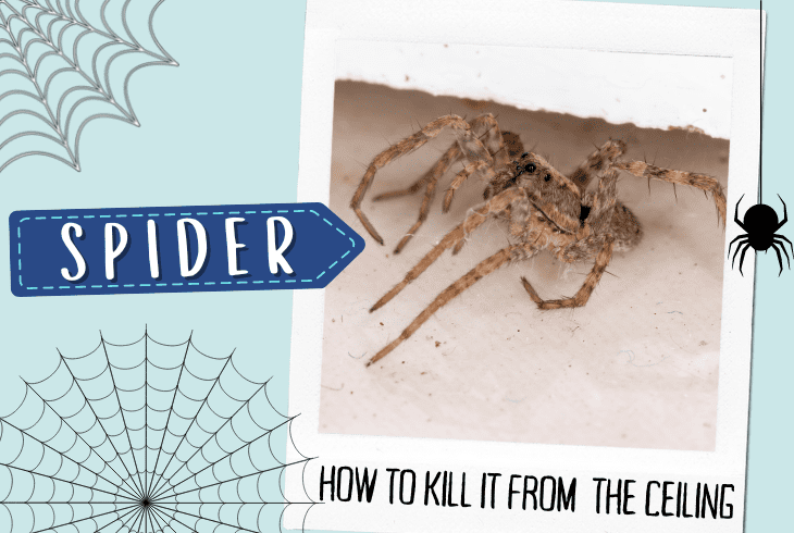 how to kill a spider on the ceiling
