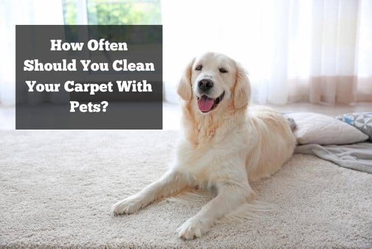 how often should you clean your carpet with pets