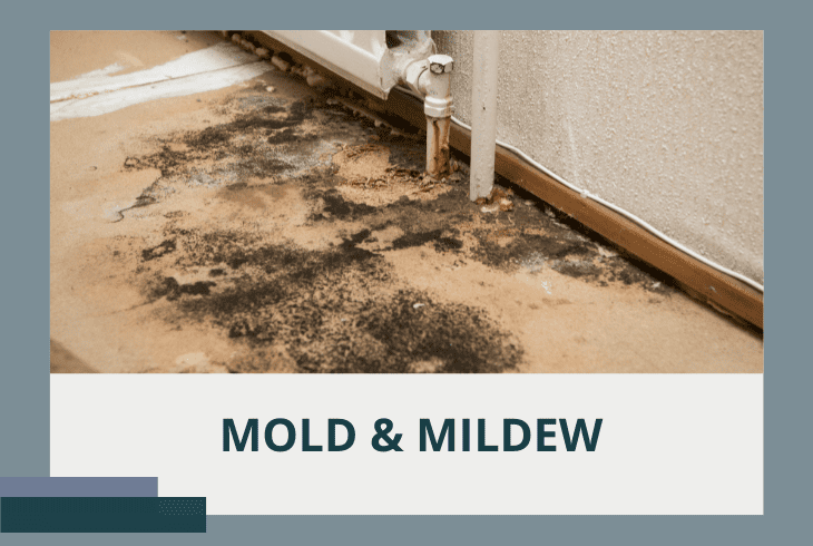 mold mildew