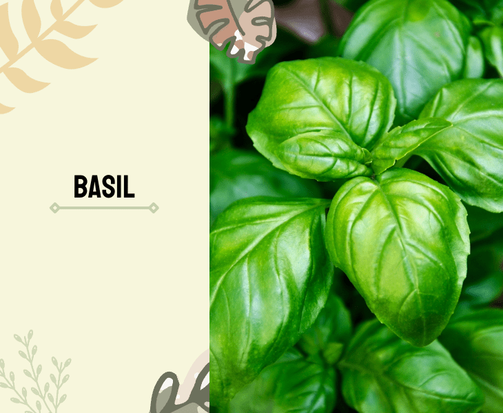 fresh basil