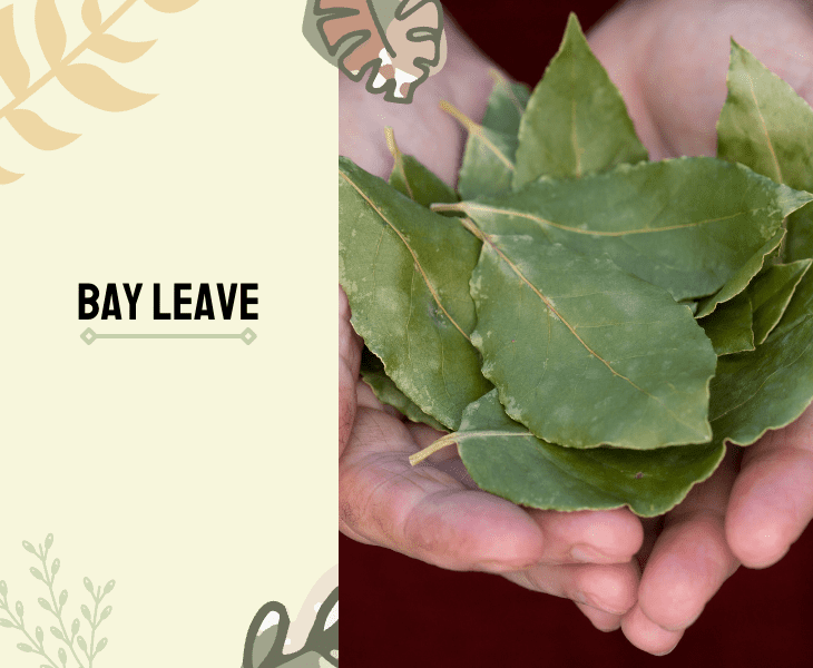 bay leaves