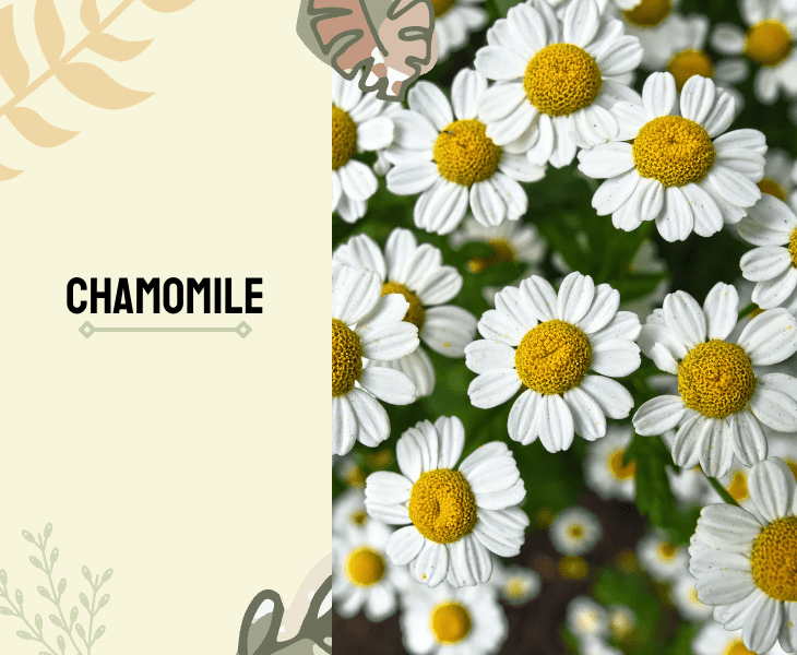 chamomile flowers