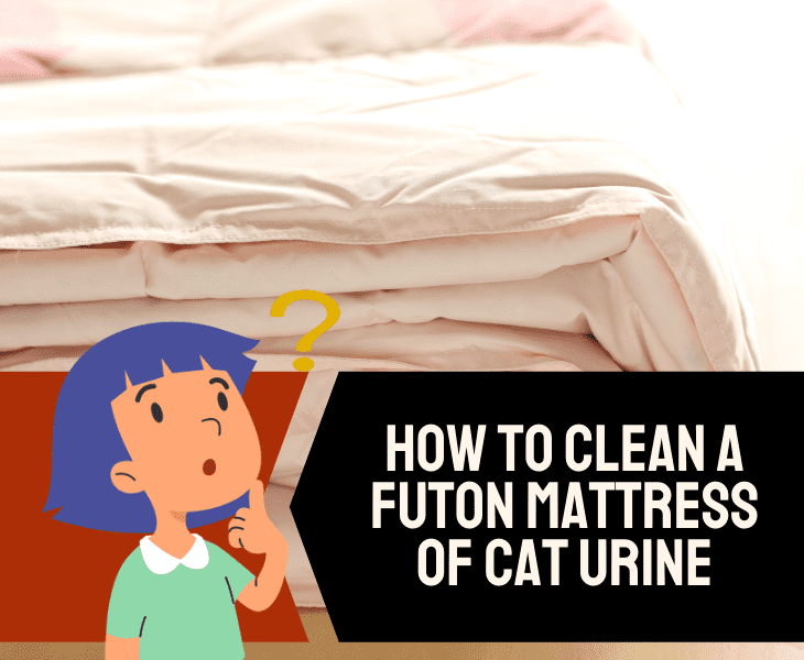 clean cat urine