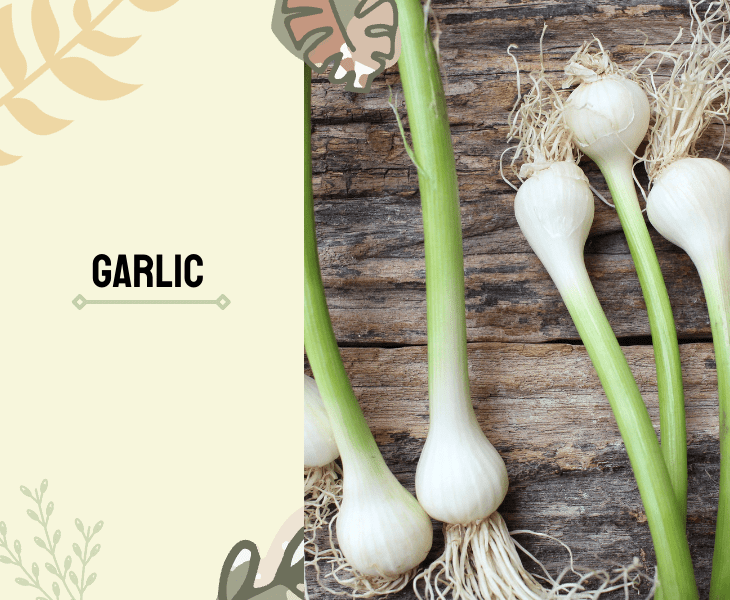 garlic bulb and stems