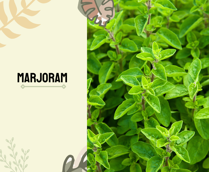 marjoram plant